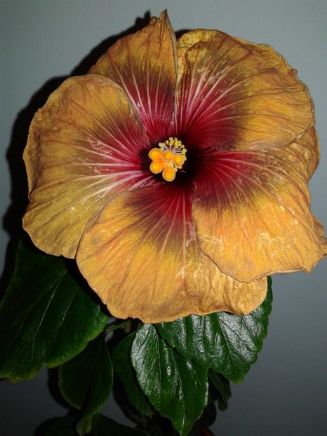 23.01.2018 - Hibiscus Tahitian Dark Congo