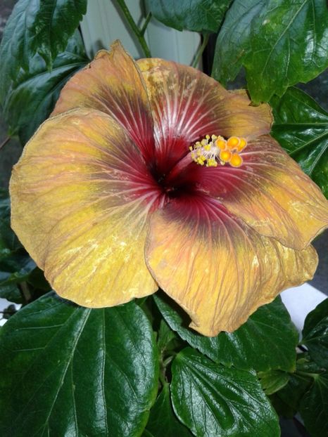  - Hibiscus Tahitian Dark Congo