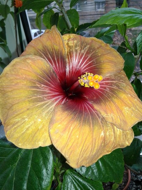  - Hibiscus Tahitian Dark Congo