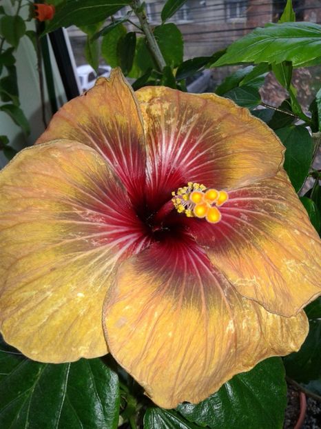  - Hibiscus Tahitian Dark Congo