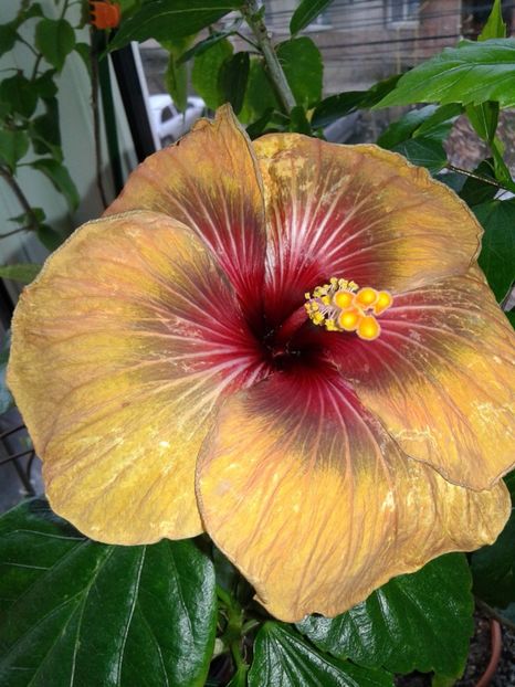  - Hibiscus Tahitian Dark Congo
