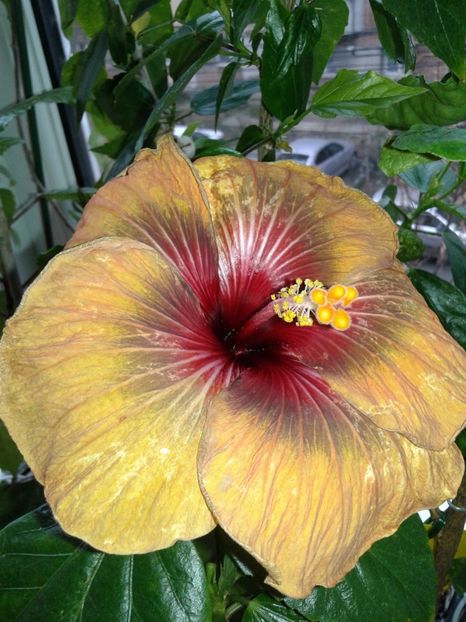  - Hibiscus Tahitian Dark Congo