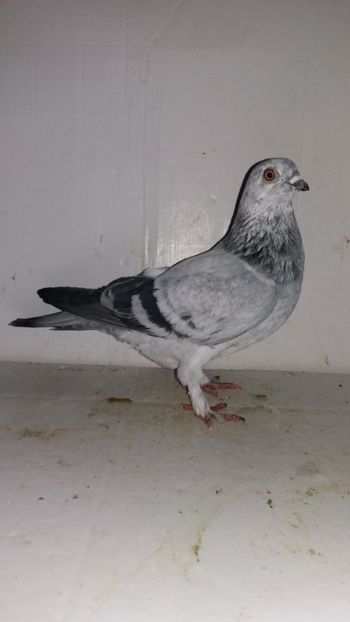 M 2016 - Por zbur de buda