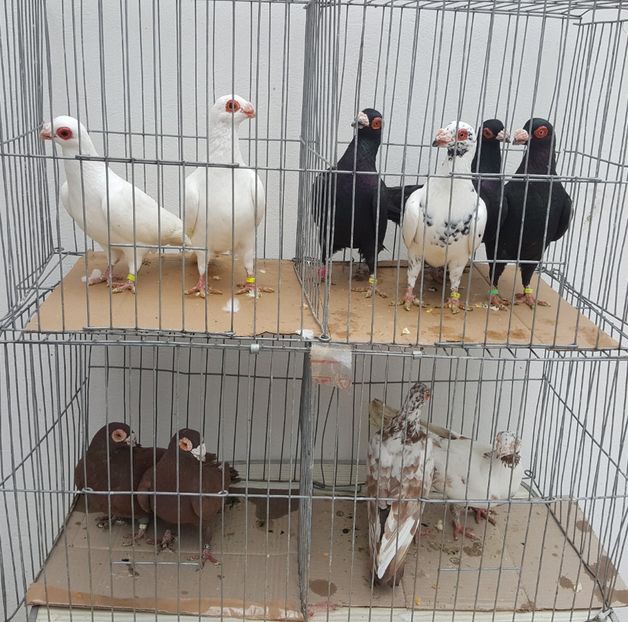  - 23_CARUNCULATI DE ORADEA MATCA-2021