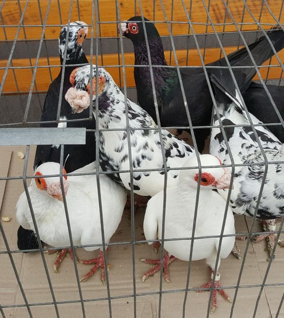  - 23_CARUNCULATI DE ORADEA MATCA-2021