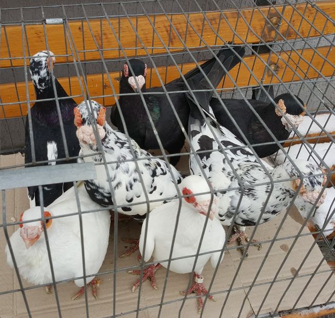  - 23_CARUNCULATI DE ORADEA MATCA-2021