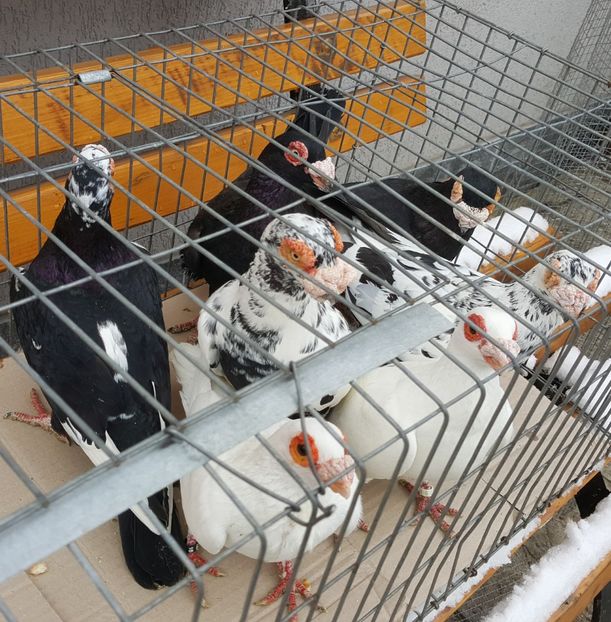  - 23_CARUNCULATI DE ORADEA MATCA-2021