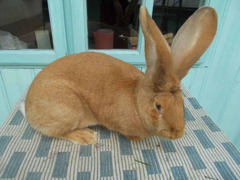 9 luni - 4 FEMELA 96-5 CAMPIOANA