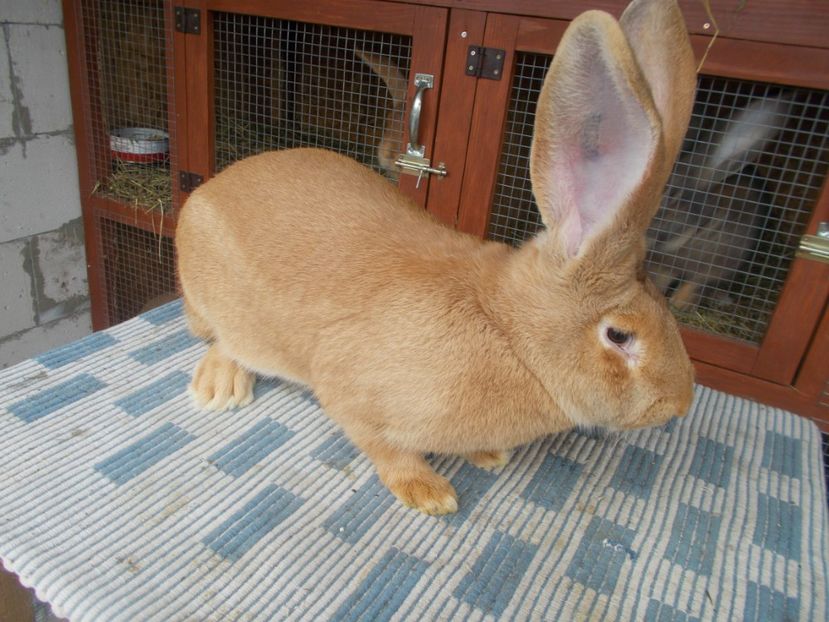  - 4 FEMELA 96-5 CAMPIOANA