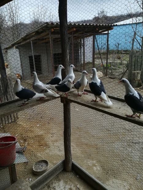 Matcă 2018 - VOIAJORI LISTI