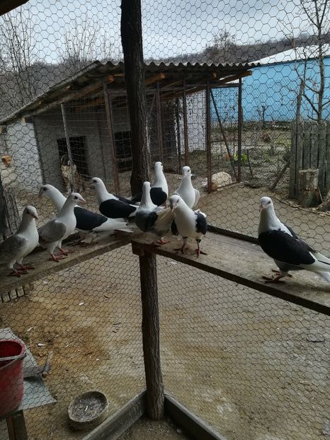 Listi matcă - VOIAJORI LISTI