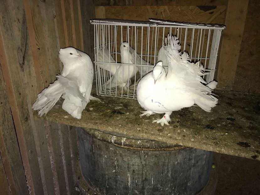 voltati indieni - AAAADE VANZARE noiembrie 2020