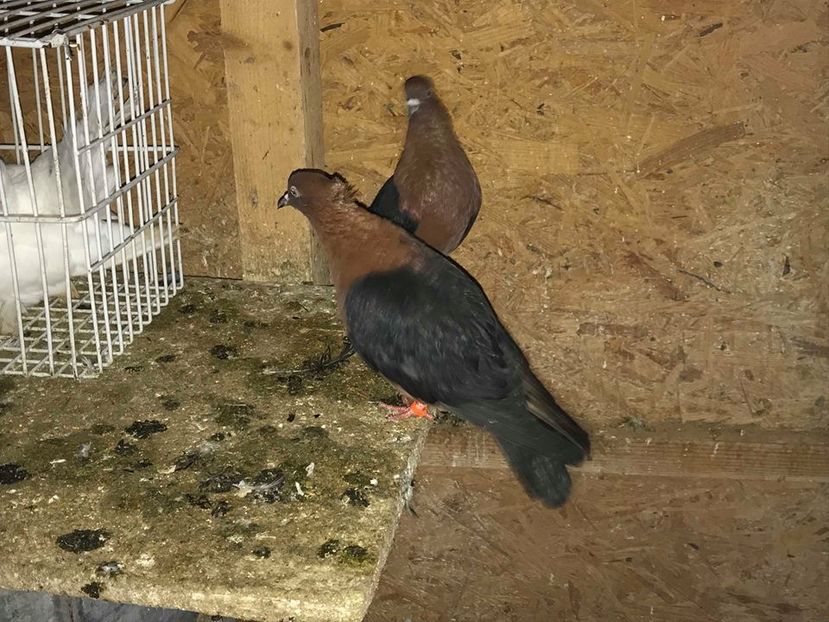 bronzati - AAAADE VANZARE noiembrie 2020