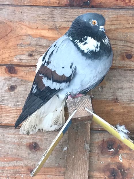 DE391FAE-DD09-401D-AF74-5E347EF31FD4 - Vargati codalbi