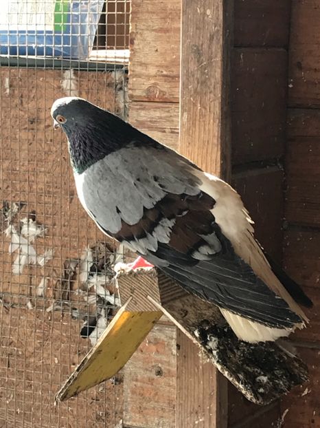 FFA1F081-D5CD-4C71-985B-8D64AB65CC54 - Vargati codalbi