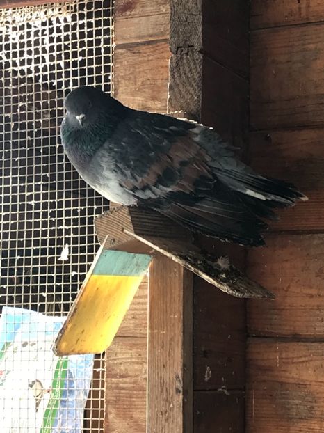 0A62FCC5-9EEF-4BAA-B37B-E8989CE94F05 - Panduri - nu ii mai dețin