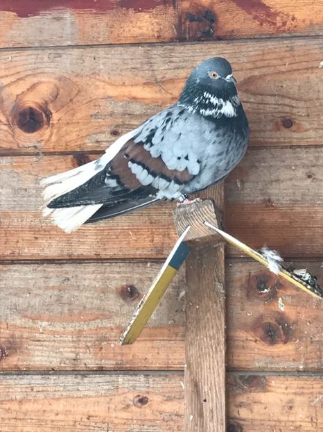 020332AA-B02F-4E73-86CB-9357A9939C61 - Vargati codalbi