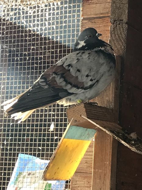 99005F75-2AF2-480D-916D-4551FAB2BDD1 - Vargati codalbi