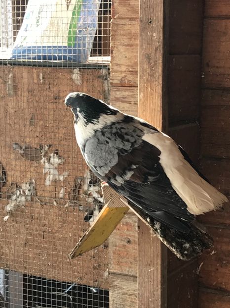 06F920FF-1A33-445F-9827-A53974458E89 - Vargati codalbi