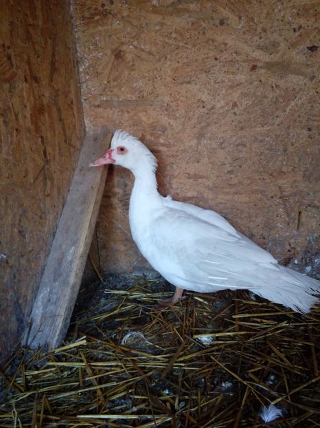 Rata 1 - Ajutor ! Nu stiu sa deosebesc ratele mute !!!!!