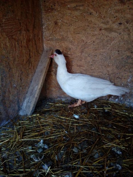 Rata 2 - Ajutor ! Nu stiu sa deosebesc ratele mute !!!!!