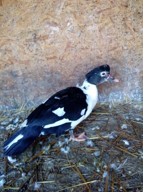 Rata 3 - Ajutor ! Nu stiu sa deosebesc ratele mute !!!!!