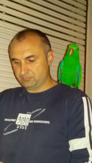  - Eclectus Roratus