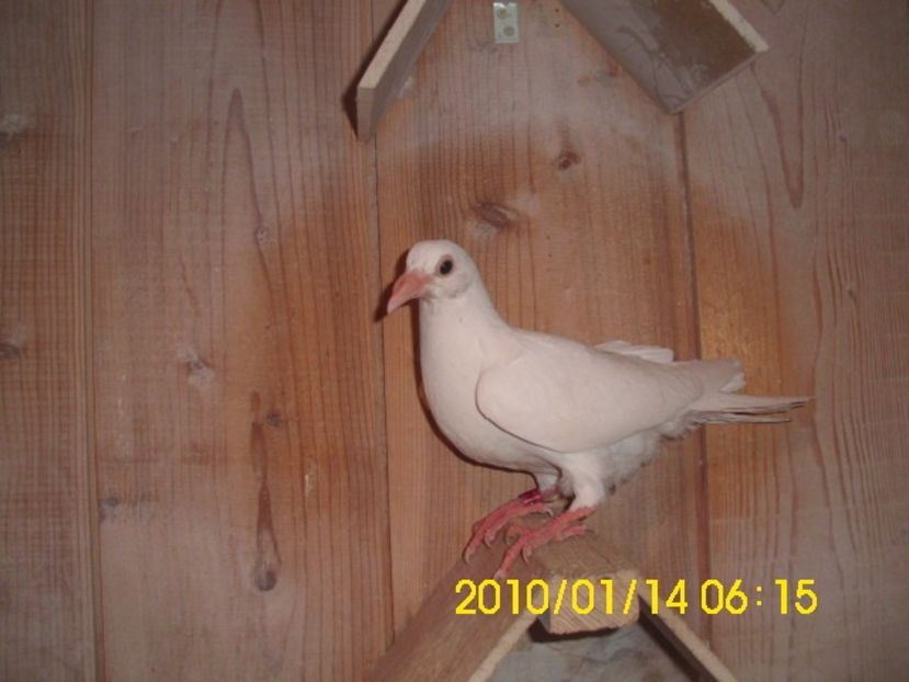 Meulemans - Pui 2017