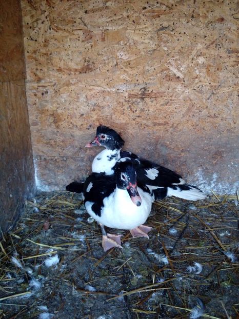 Rata 3 si 4 - Ajutor ! Nu stiu sa deosebesc ratele mute !!!!!