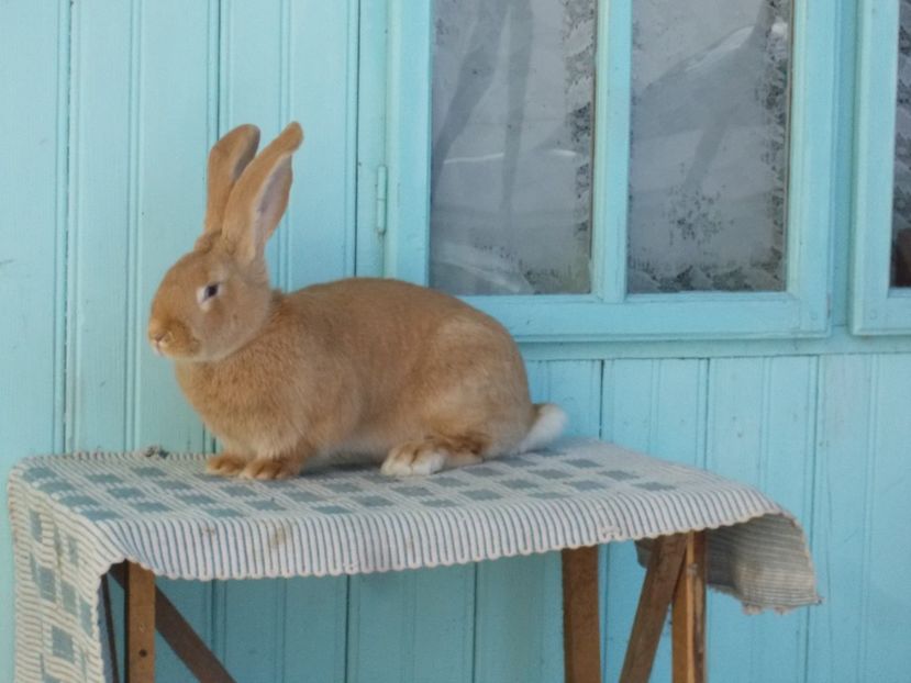 9 luni - 7 FEMELA RO362