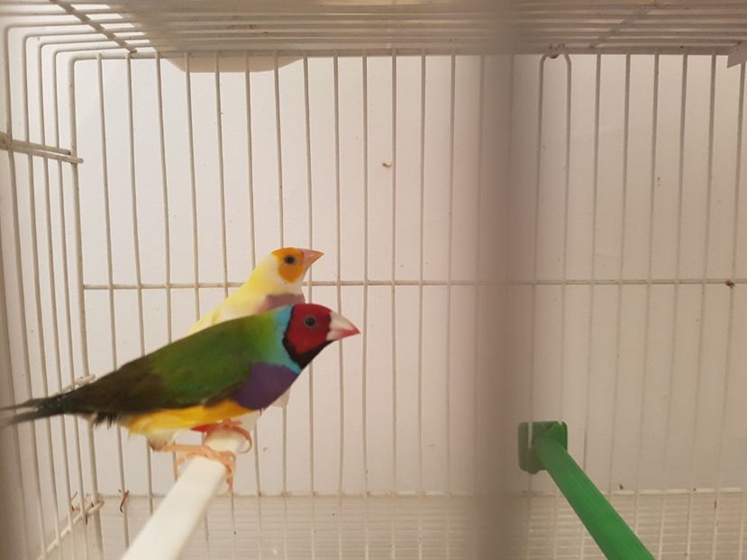 IMG-20180103-WA0017 - Gould amandina