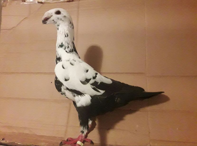 2017 - Matca masculi 2018