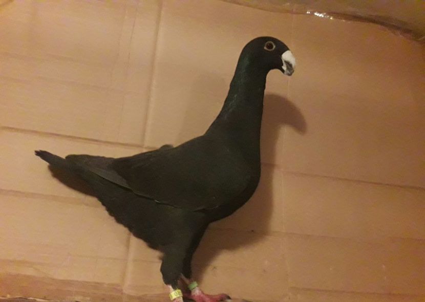 2017 - Matca masculi 2018