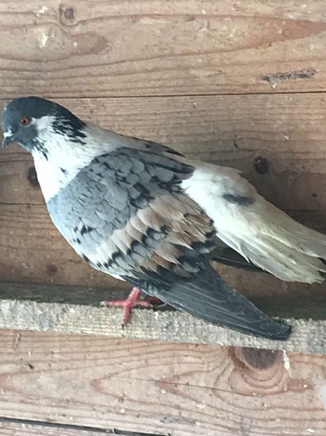 82963A42-4E6A-461D-BA43-6702B692AE3D - Vargati cu dunga alba