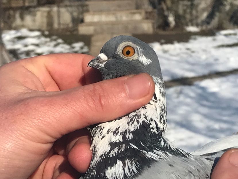 1661B194-AA68-4B87-977B-CDB3E0743677 - Vargati codalbi