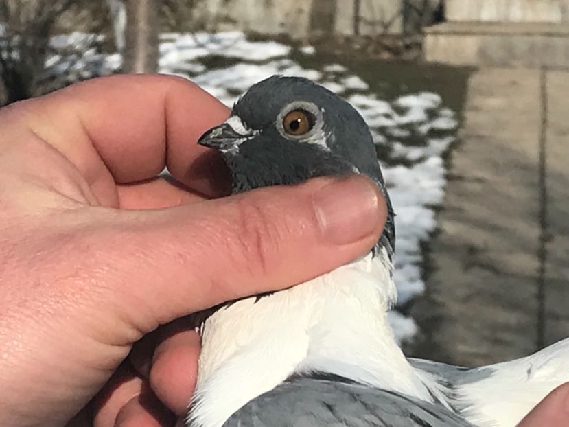 6B75D486-52DC-4991-A825-306512F69412 - Vargati codalbi