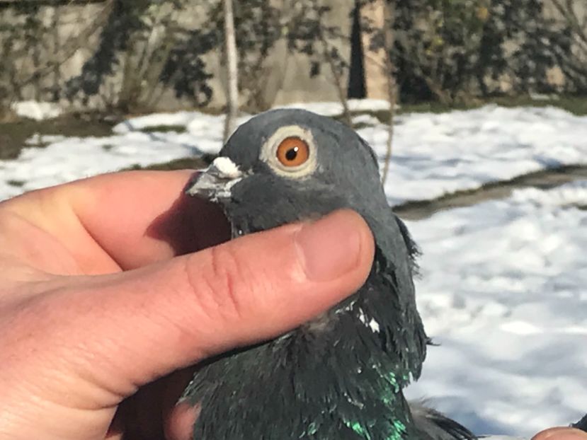 39364582-CA9B-490C-8415-0A90B45ACCA3 - Vargati codalbi