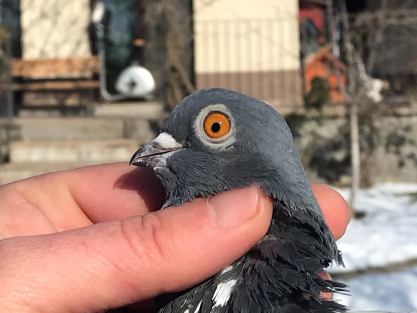 26B7B19A-0706-4D64-A1E1-65C16E68C560 - Vargati codalbi