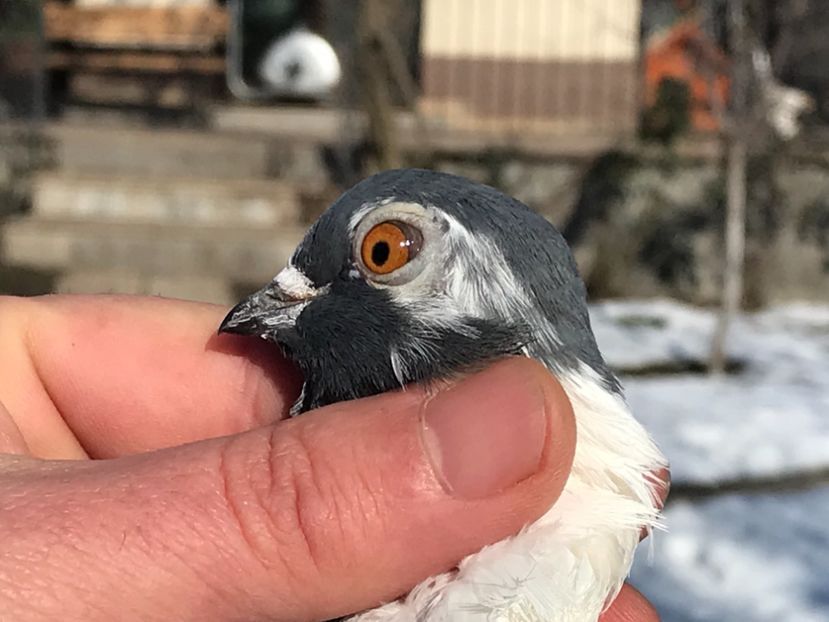 8B2413B0-3002-4E87-A232-D8DD41984DDF - Vargati codalbi