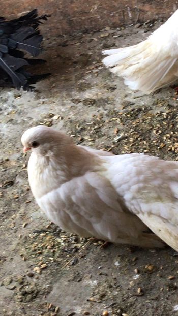 E6A196C0-FB61-479B-8E1A-A763408DD1CB - Negri turci