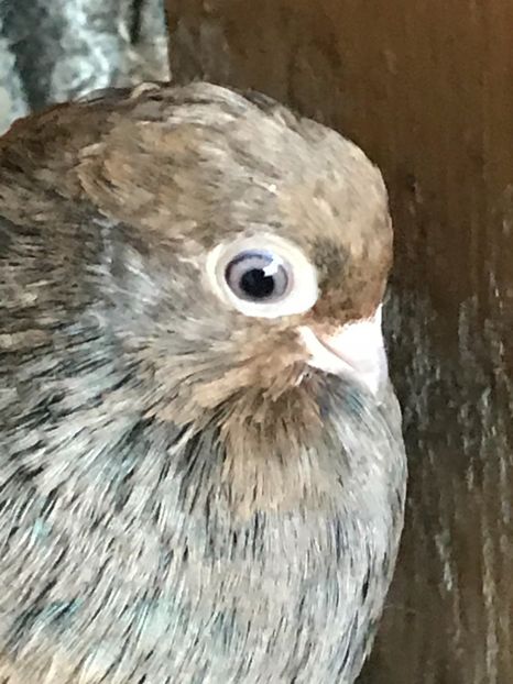 AFE8042F-10CF-4C55-BE74-A5CAE53E4354 - Negri turci