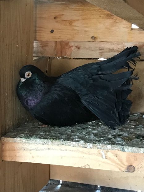 C1231DB3-8393-43FE-B49C-6F97EC3057BB - Negri turci