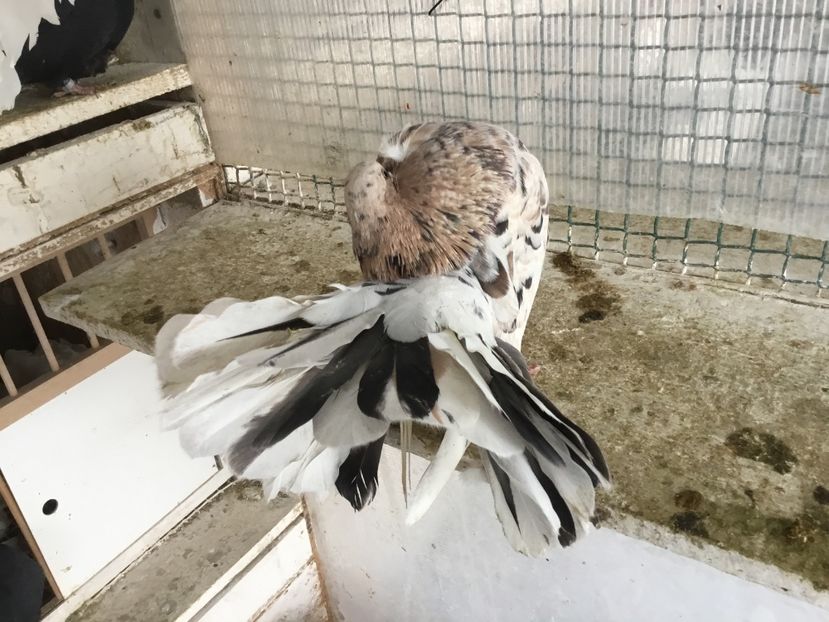 9B7AD0D9-C1C9-404A-AEAE-8874D0A5E891 - Voltați almonzi matca 2019 !