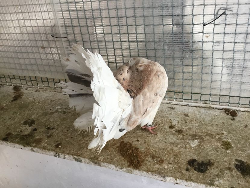 95507F03-01A7-4D57-8694-6F85F09DAC83 - Voltați almonzi matca 2019 !