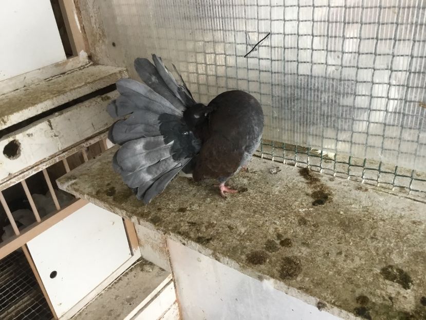 19AB4047-1375-476F-9E87-A40DE34B6C86 - Voltati Ash-red matca 2019 !