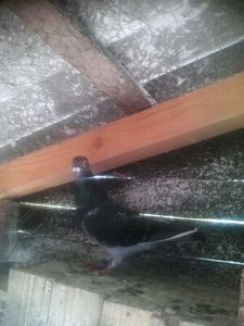 ukr 2016 - 2014-2018