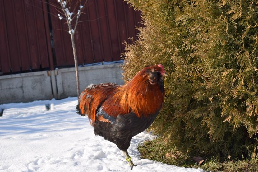  - ARAUCANA GAT AURIU 2017-2018