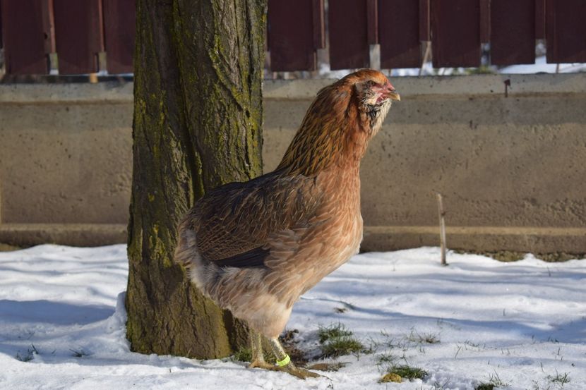  - ARAUCANA GAT AURIU 2017-2018