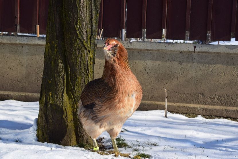  - ARAUCANA GAT AURIU 2017-2018