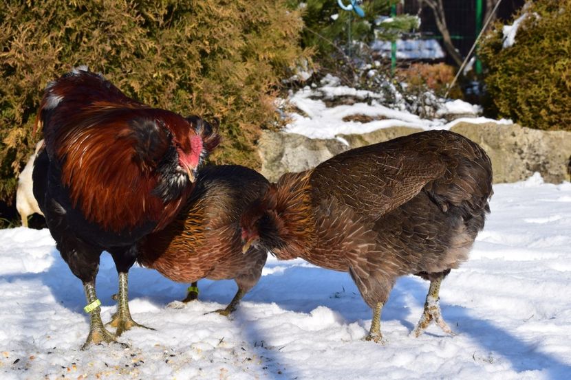  - ARAUCANA GAT AURIU 2017-2018